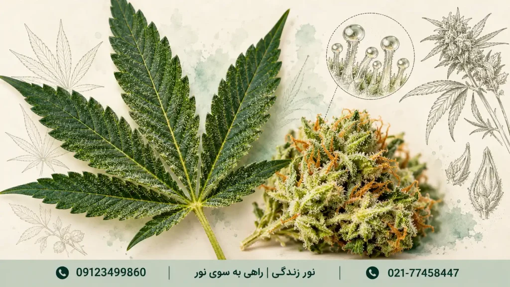 نمای نزدیک برگ و گل شاهدانه در کنار طراحی گیاه‌شناسی