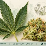 عوارض گل و ماریجوانا؛ نشانه‌های خطر و زمان نیاز به درمان