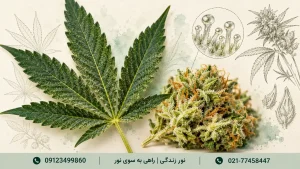 نمای نزدیک برگ و گل شاهدانه در کنار طراحی گیاه‌شناسی